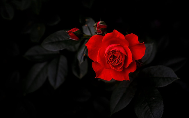 Обои картинки фото цветы, розы, алая, роза, черный, фон