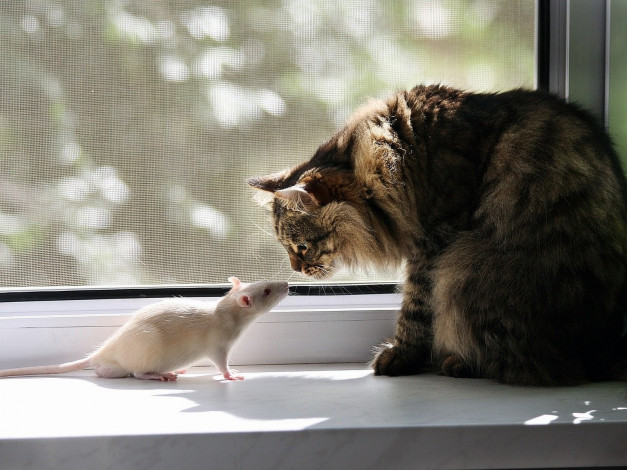 Обои картинки фото животные, разные, вместе, кошка, крыса, интерес, парадокс