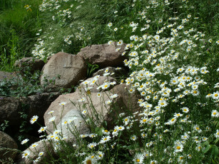 Картинка цветы ромашки лето камни