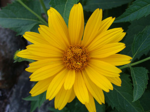 Картинка цветы рудбекия желтый