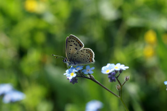 Картинка животные бабочки макро на цветке голубянка бабочка