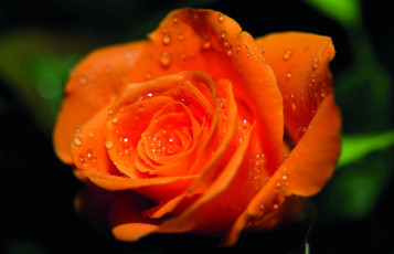 Картинка цветы розы капли макро бутон