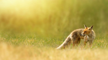 Картинка животные лисы лиса