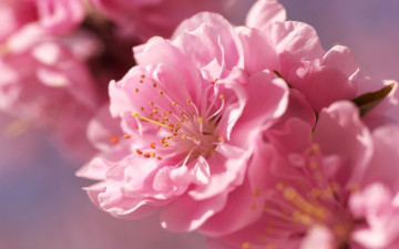 Картинка цветы сакура вишня розовый