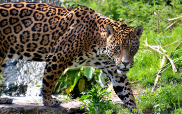 Картинка животные Ягуары прогулка морда ягуар усы