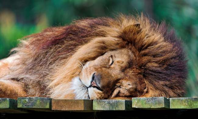 Обои картинки фото животные, львы, спящий, лев, царь, зверей