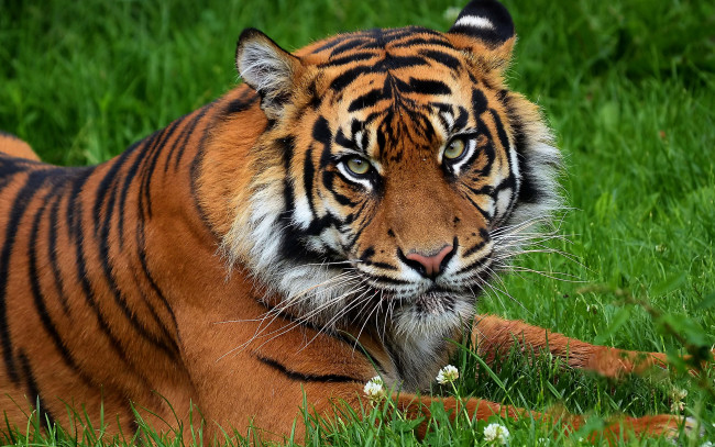 Обои картинки фото животные, тигры, недовольный, тигр, морда, на, траве