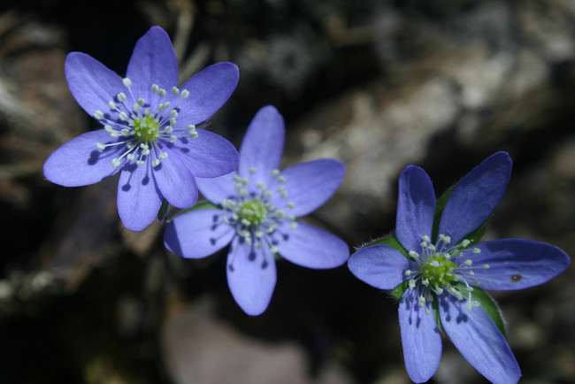 Обои картинки фото цветы, ветреницы, печёночницы, синий