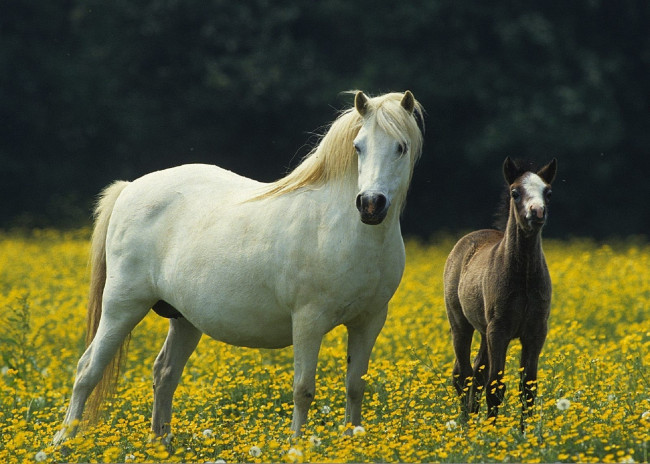 Обои картинки фото животные, лошади, валлийский, пони, кобыла, и, жеребенок