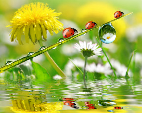Картинка животные божьи коровки отражение капли роса ромашки одуванчик цветы