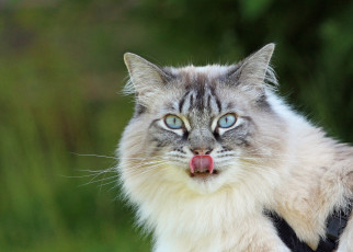 Картинка животные коты взгляд портрет язык