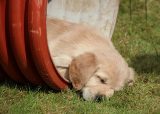 Картинка животные собаки щенок сон голден ретривер золотистый