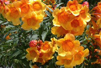 Картинка цветы кампсис текома желтый