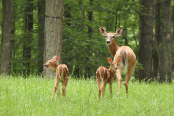 Картинка животные олени материнство детёныши оленята лес