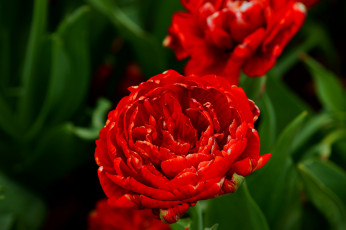 Картинка цветы тюльпаны макро бутон