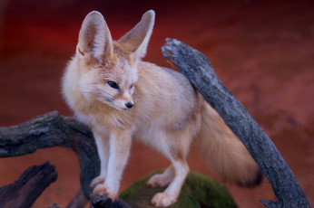 Картинка животные лисы фенек