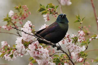 Картинка животные птицы гракл вишня цветение ветка