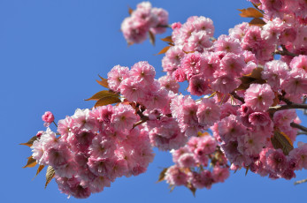 Картинка цветы сакура вишня ветка макро