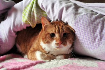 Картинка животные коты одеяло укрытие