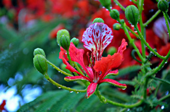 Картинка цветы делоникс королевский огненное дерево тропики красный