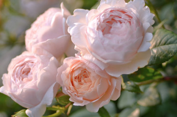 Картинка цветы розы кремовый винтаж