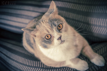 Картинка животные коты взгляд британская короткошёрстная