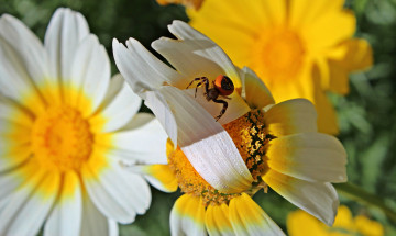 Картинка животные пауки цветы ромашки паучок макро