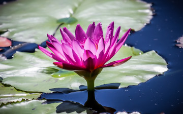 Картинка цветы лилии водяные нимфеи кувшинки вода лист лотос