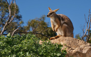 Картинка животные кенгуру камень листья