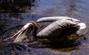 Картинка животные пеликаны вода