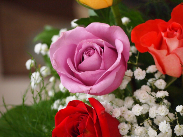 Обои картинки фото цветы, разные, вместе, гипсофила, розы