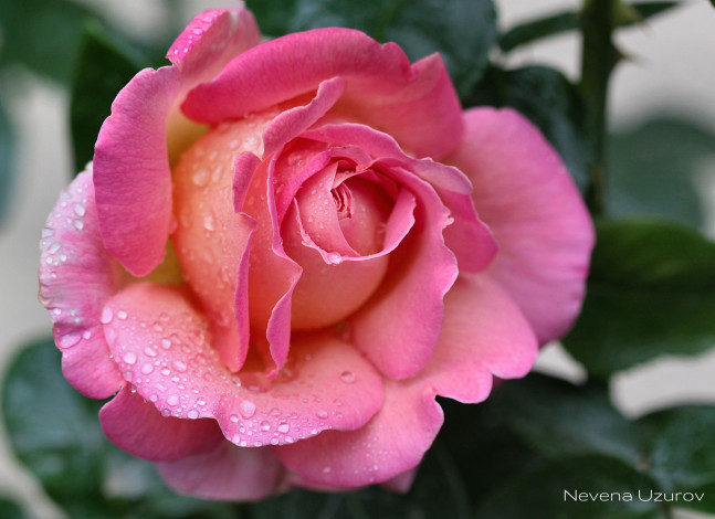 Обои картинки фото цветы, розы, розовый, макро, лепестки