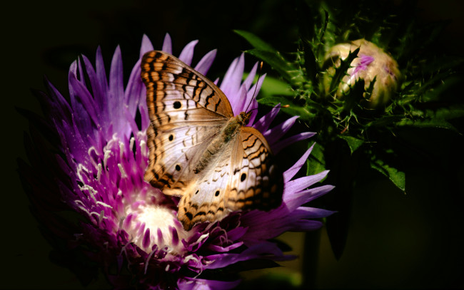Обои картинки фото животные, бабочки, бутон, крылья