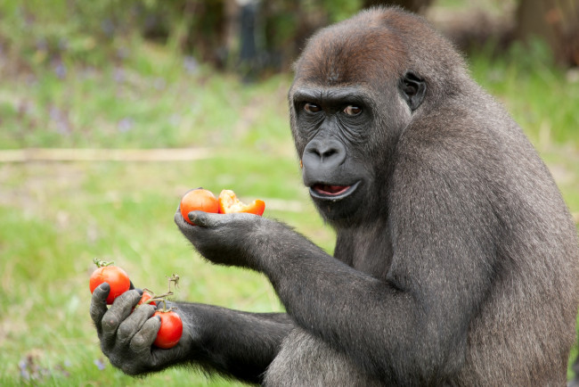 Обои картинки фото животные, обезьяны, помидоры, обед