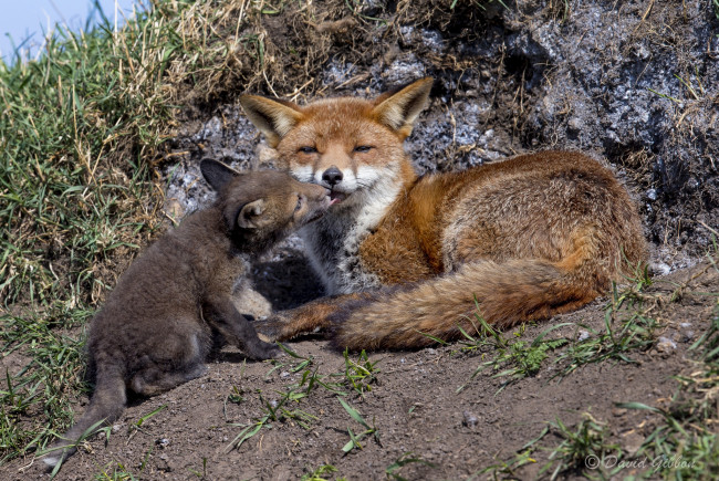 Обои картинки фото животные, лисы, мама, малыш, любовь