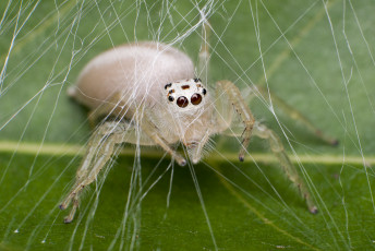 Картинка животные пауки насекомые альбинос паук