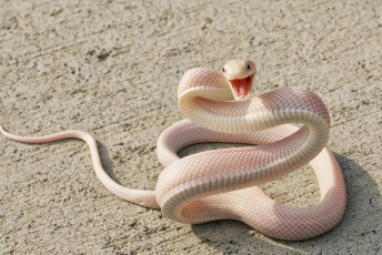Картинка животные змеи +питоны +кобры альбинос змея