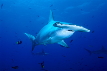 Картинка акула+молот животные акулы море хищник акула shark рыбы