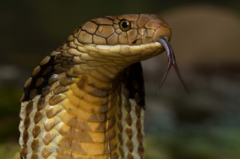 Картинка животные змеи +питоны +кобры кобра