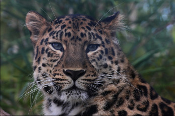 Картинка amur+leopard животные леопарды леопард