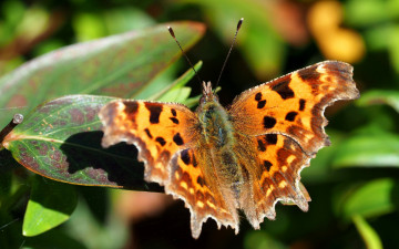 Картинка животные бабочки +мотыльки +моли крылья природа листья бабочка мотылек