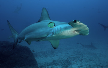 Картинка акула+молот животные акулы хищник море рыбы акула shark