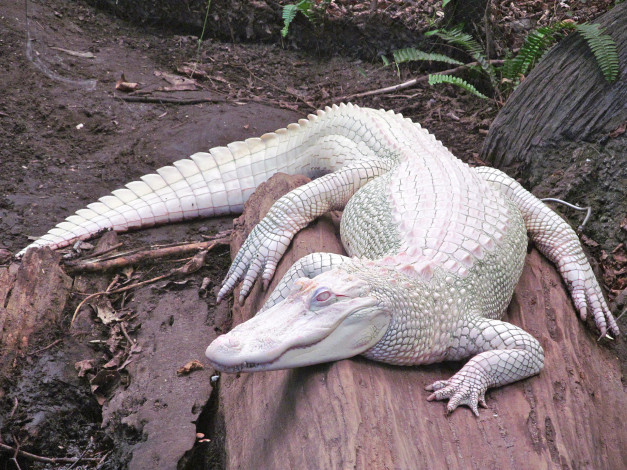 Обои картинки фото животные, крокодилы, альбинос, крокодил