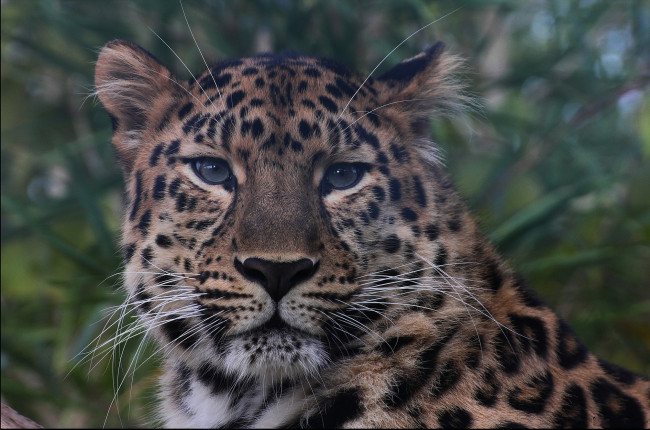 Обои картинки фото amur leopard, животные, леопарды, леопард