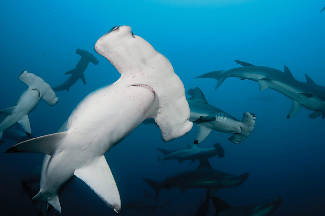 Обои картинки фото акула молот, животные, акулы, море, рыбы, хищник, акула, shark