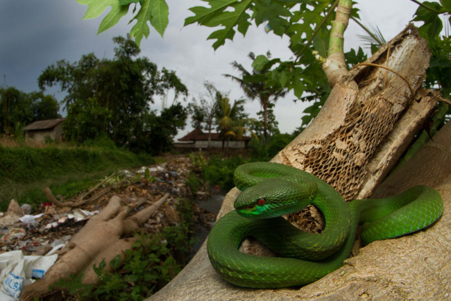 Обои картинки фото животные, змеи,  питоны,  кобры, зеленая, змея