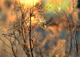 Картинка природа макро сухие солнечный свет соцветия