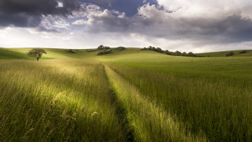 Картинка природа поля поле трава