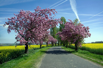 Картинка природа дороги весна цветущие деревья дорога рапс поле