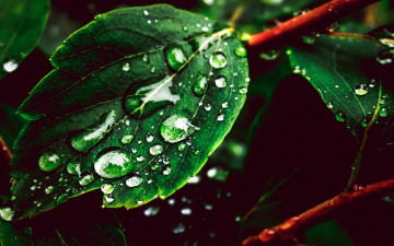 Картинка природа листья макро капли лист